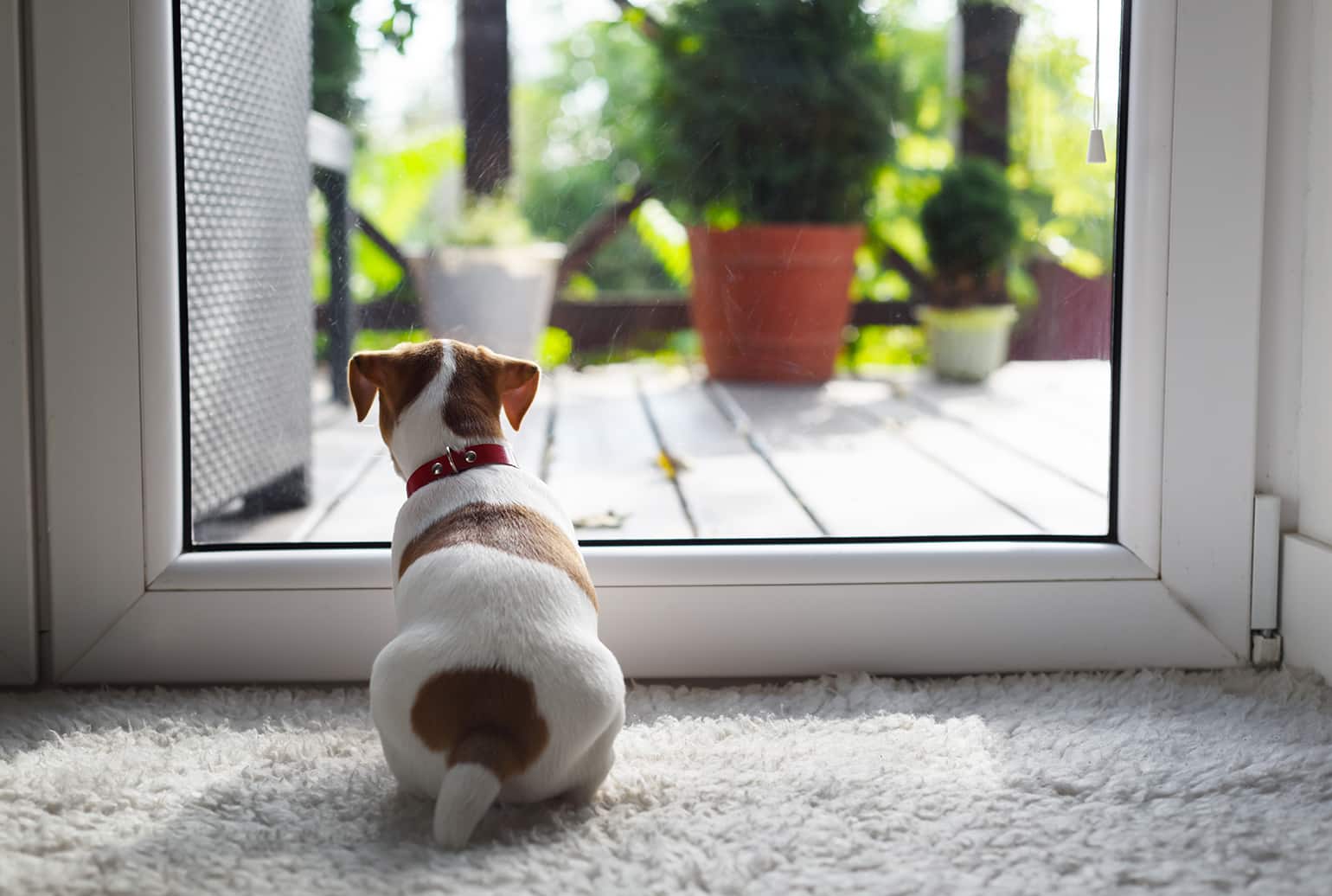 Door Darting How to Stop a Dog From Running Out the Door